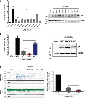 A frequent SNP in TRIM5α strongly enhances the innate immune response against LINE-1 elements